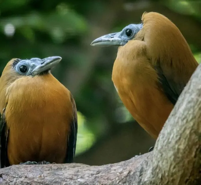 Птица-капуцин: Голос работающей бензопилы и мрачная синяя кожа. Экзотический вид из влажных лесов