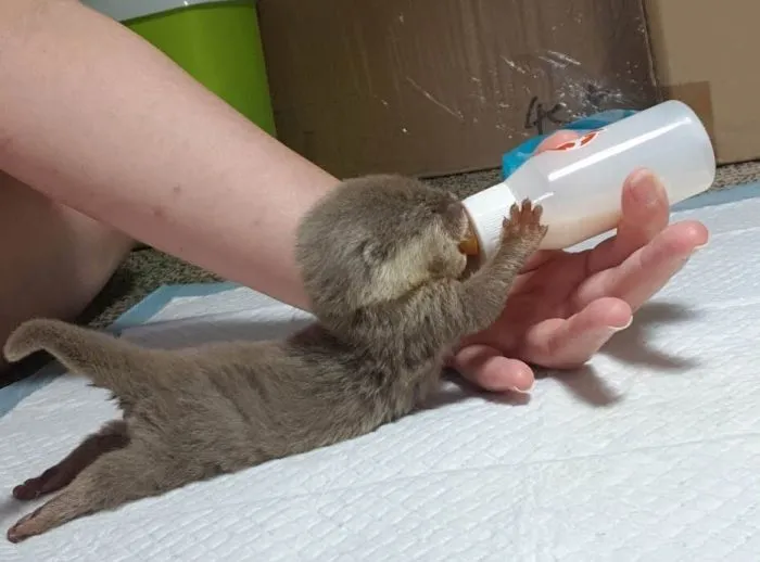 Необычный кандидат на роль домашнего питомца