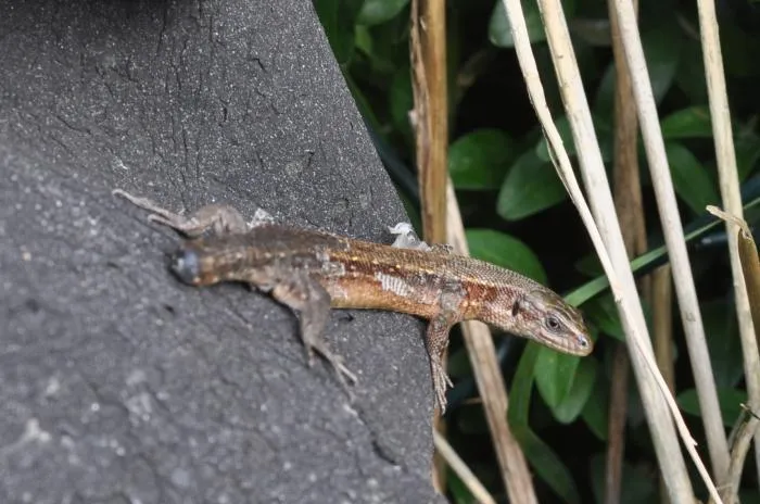 Живородящая ящерица: Как наша знакомая ящерка с огорода в деревне овладела живорождением? Ведь рептилии кладут яйца