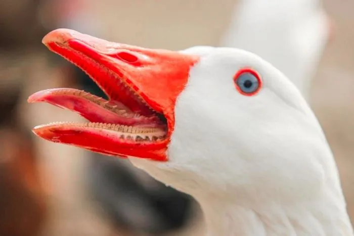 8 любопытных фактов обо всём на свете