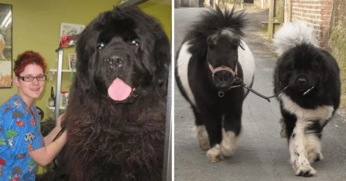 15 фотографий собак, впечатляющих своими размерами