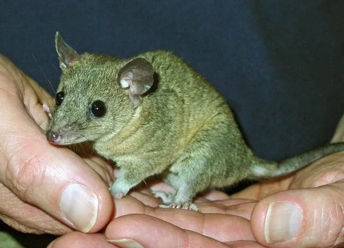 Домовый опоссум: Сумчатая версия лабораторных мышей. Почему он становится популярным домашним питомцем?