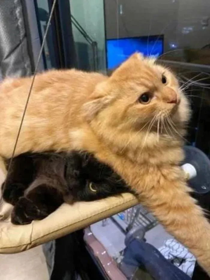 Доминируй. Властвуй. Унижай: версия четвероногих