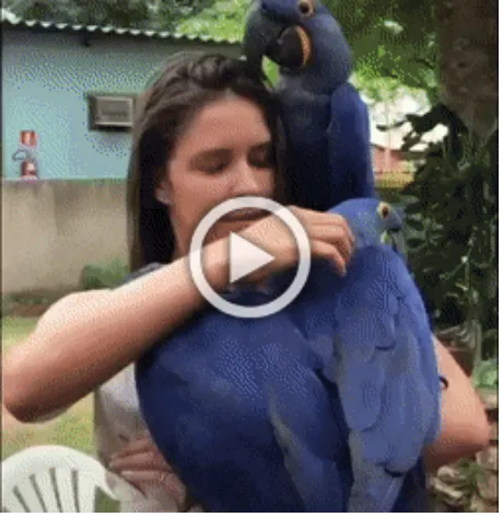 Просто гифки