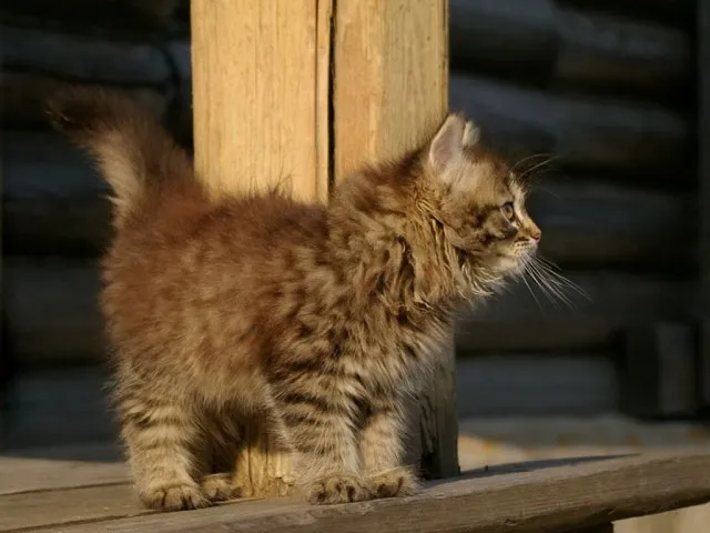 Друзей не бросают