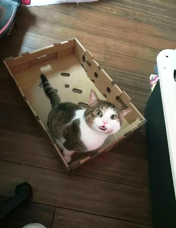 Ловушки для котов