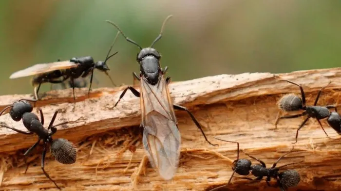 Лёт муравьёв: Нюансов больше, чем правил. Почему размножение муравьёв такое сложное?