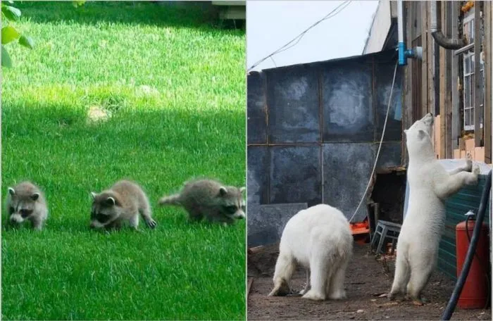 14 животных, которые неожиданно решили навестить человека