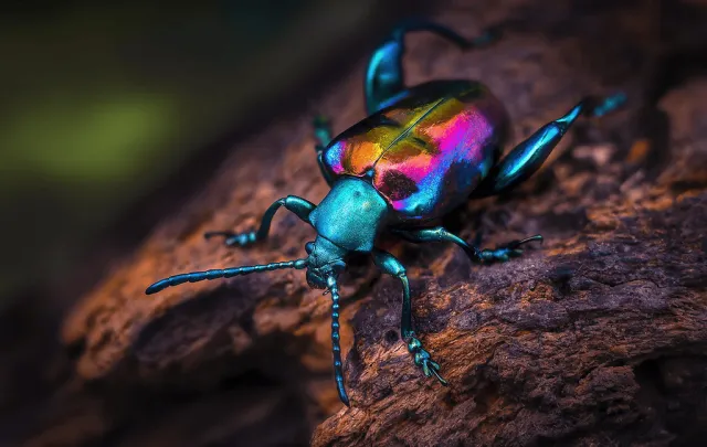 "Показ мод": насекомые с самой яркой и экзотической внешностью