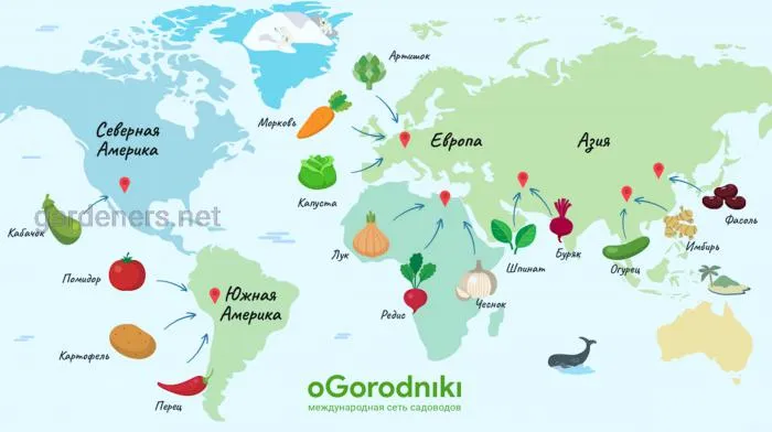 Почему помидор называется «помидор», а огурец – «огурец»?