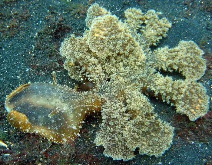 Мелибе: Сюрреализм на дне океана. Что за абсурдное животное с 10 «ногами» и головой-воронкой?