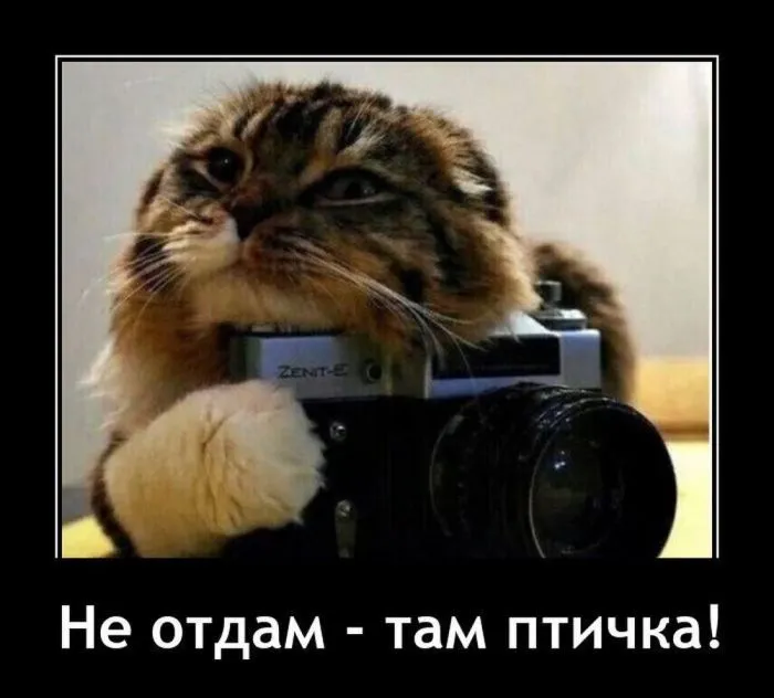 Забавные демотиваторы