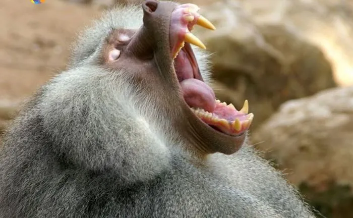 Неистовые зевальщики, при виде которых тянет в сон