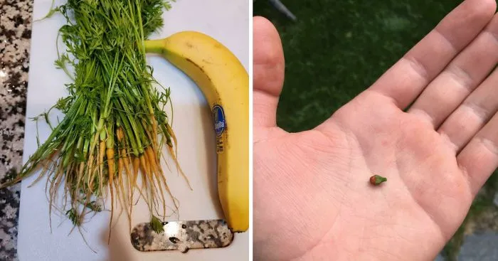 27 садоводов, которых ждал богатый урожай разочарования