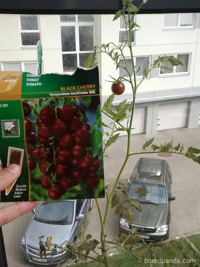 27 садоводов, которых ждал богатый урожай разочарования