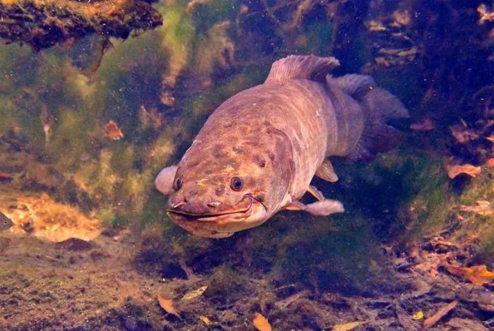 Ильная рыба: Рыба, которая не менялась 70 млн лет. Она пережила динозавров, научилась дышать воздухом и не есть 1.5 года