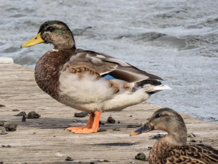Зачем селезни наших городских крякв летом «переодеваются» в наряд самок и прячутся по кустам?