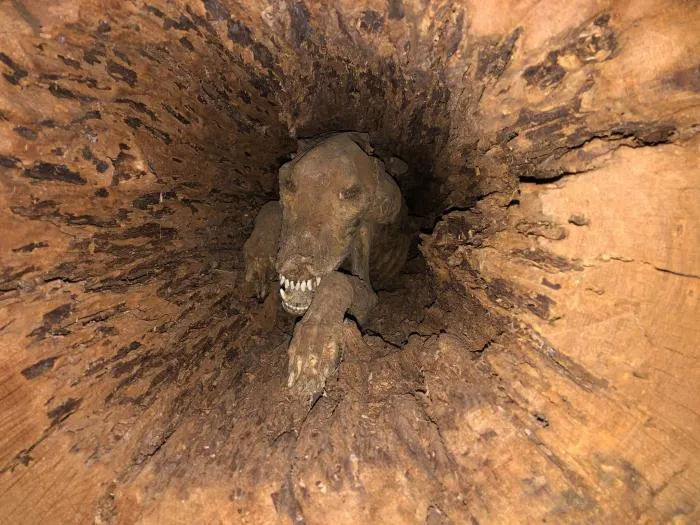 Лесорубы нашли собаку внутри дуба. Как такое возможно и почему собака превратилась в мумию