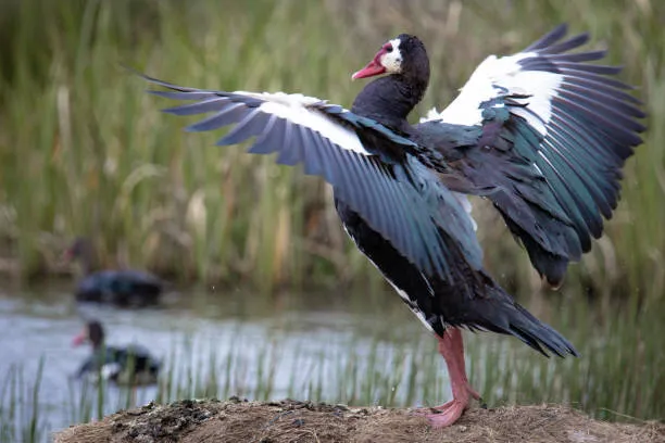 Шпорцевый гусь: Ядовитая птица с острыми «заточками» на крыльях. Такого лютого гуся боятся даже львы и леопарды