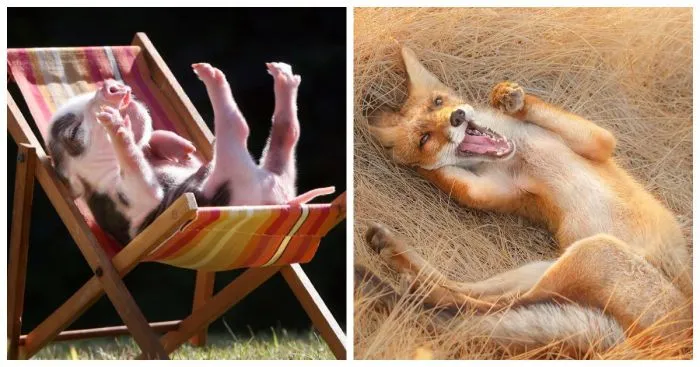 Лето, солнце, пузико