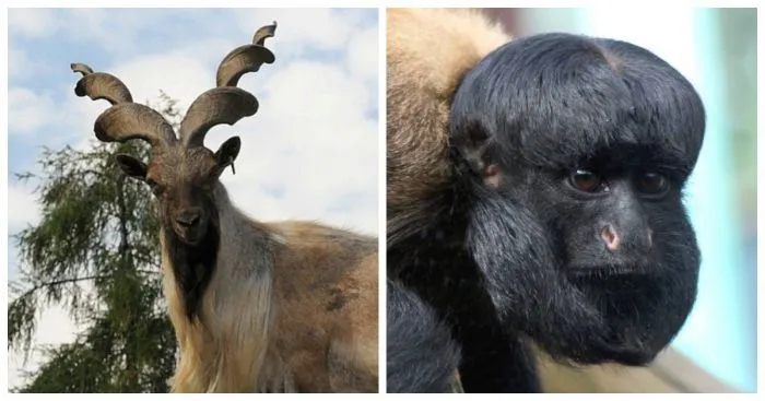 Главные усачи и бородачи мира животных