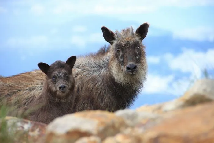 Главные усачи и бородачи мира животных