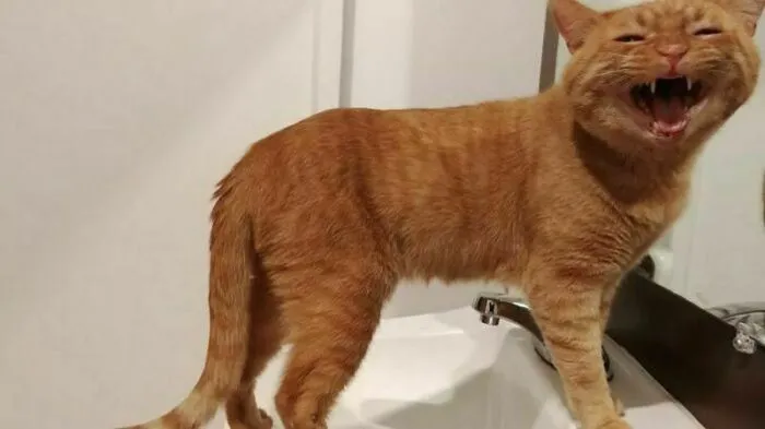 15 фотографий кошек и котов, которым срочно захотелось высказаться