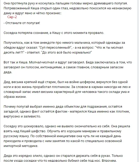 История про попугая