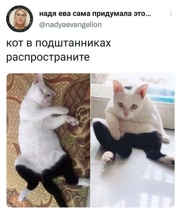 Подслушано: усатые твиты