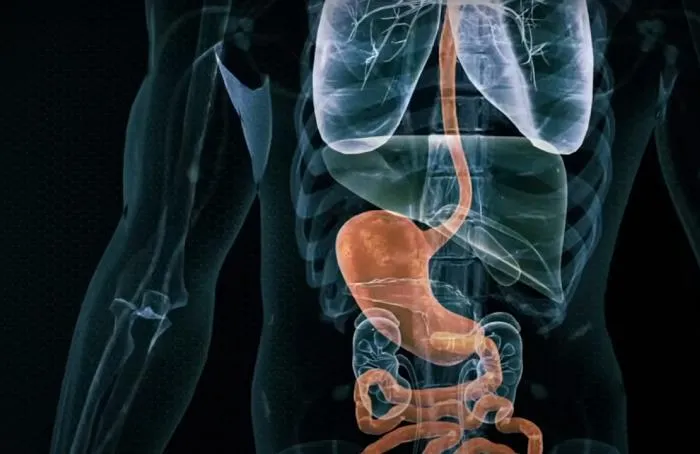 Почему некоторые животные избавились от желудков?