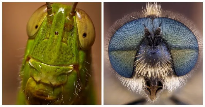 Макросъёмка микролиц знакомых незнакомцев