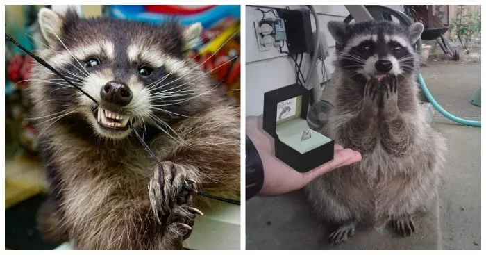 Енот, да не тот: самый чистоплотный и шкодливый домашний питомец