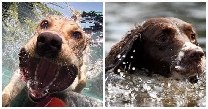 Эмоции собак в другой, но почти родной стихии