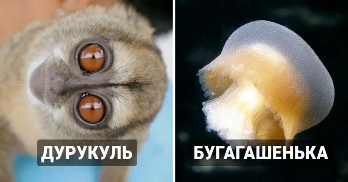 15 названий животных, которые звучат как смешные ругательства, а не научные наименования