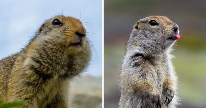 15 названий животных, которые звучат как смешные ругательства, а не научные наименования