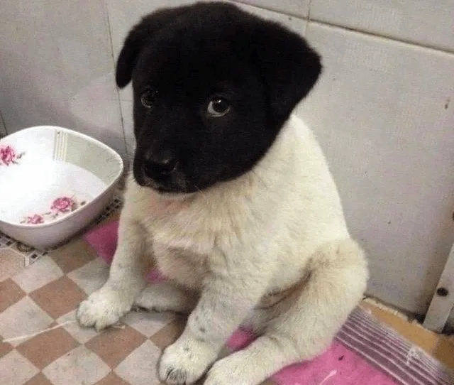 Забавные и необычные окрасы животных, в которых природа немного ошиблась