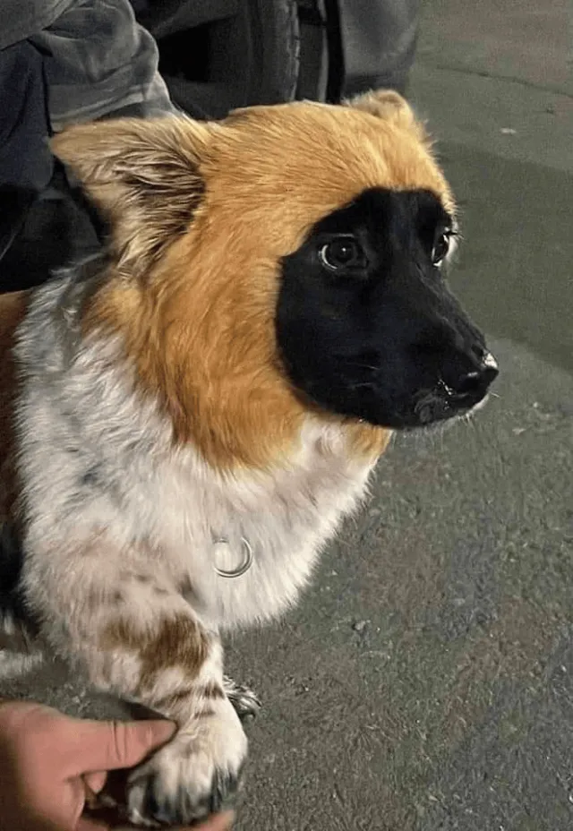 Забавные и необычные окрасы животных, в которых природа немного ошиблась