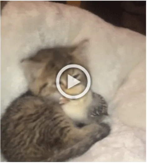 Просто гифки