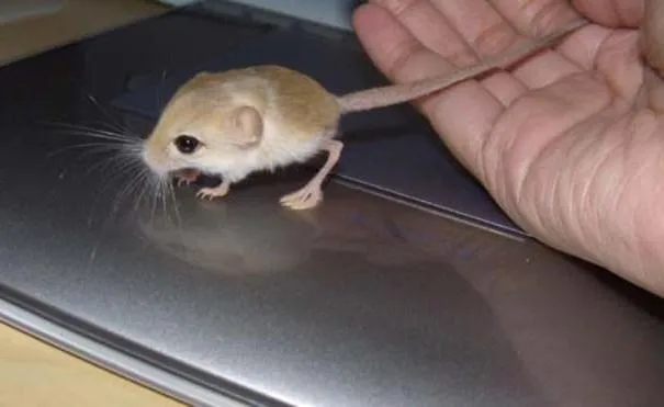 Белуджистанский тушканчик: Настоящий смешарик. Комок шерсти размером с мизинец. Самый маленький грызун в мире