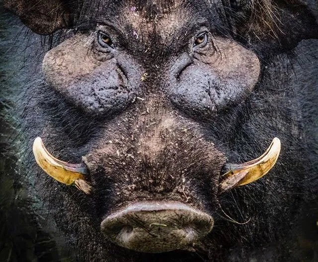 Гигантская лесная свинья: Воплощение свирепости и ярости. Крупнейшая дикая свинья в мире. Гоняет леопардов и отнимает добычу у гиен