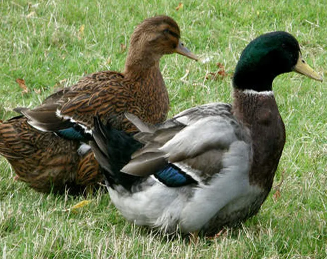 Руанская утка: Огромная масса у обычной кряквы. Почему утку-тяжеловеса считают идеальной породой?