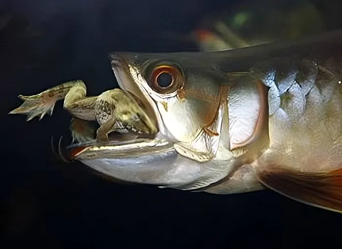 Аравана: Выращивает детей во рту, охотится на наземных животных и даже дышит обычным воздухом. Реликтовая чудо-рыба Амазонки