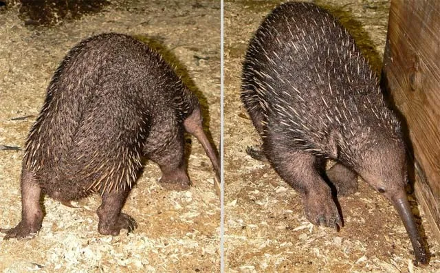 Проехидна Брюйна: Это что за покемон? Полутеплокровный «ёж» весит 16 кг, откладывает яйца и питается через трубочку на морде