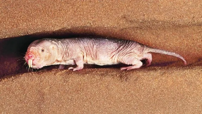 Учёные пересадили ген долголетия мышам. Какие перспективы есть у людей?