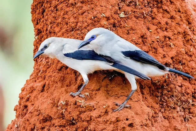 Кустарниковые вороны: Они живут под «природным колпаком» на крошечной территории и не могут выйти за его пределы. Что это за колпак такой?