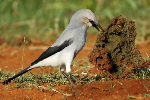 Кустарниковые вороны: Они живут под «природным колпаком» на крошечной территории и не могут выйти за его пределы. Что это за колпак такой?