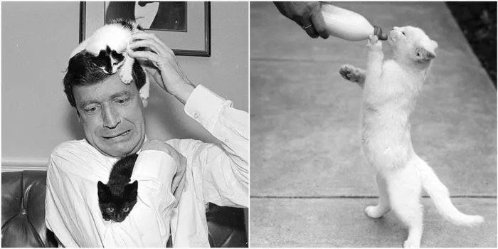 40 любопытных ретро-снимков с кошками