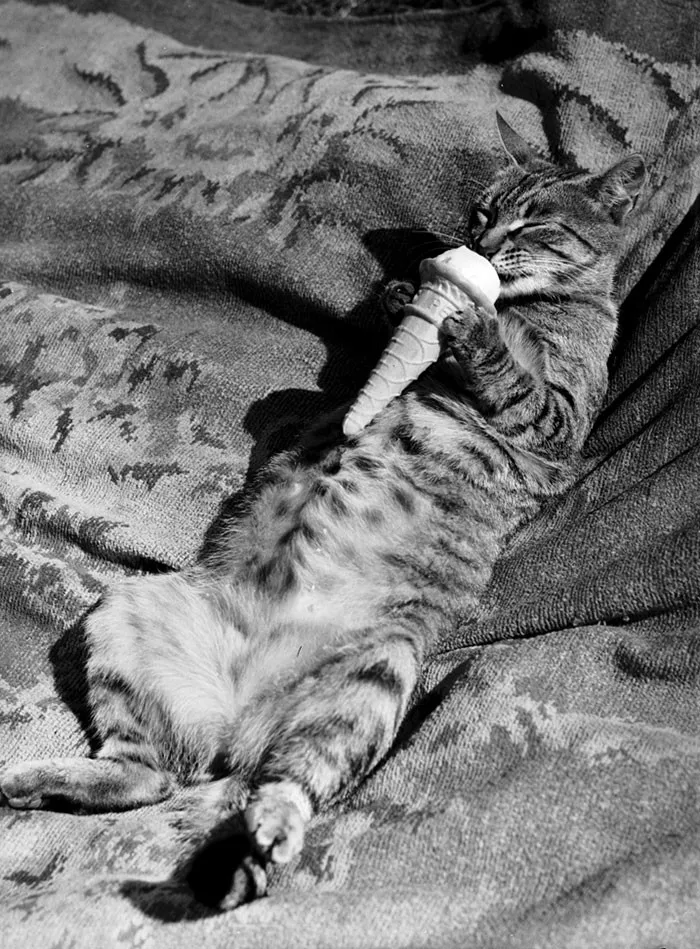 40 любопытных ретро-снимков с кошками