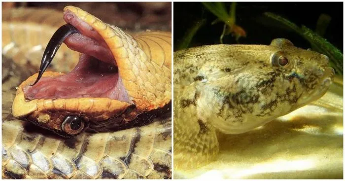 Эти животные притворяются мёртвыми, чтобы выжить