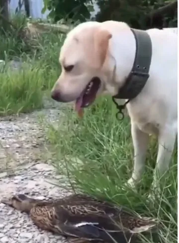 Эти животные притворяются мёртвыми, чтобы выжить